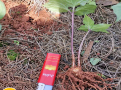 重樓種植后怎樣進(jìn)行種植技術(shù)?圖3