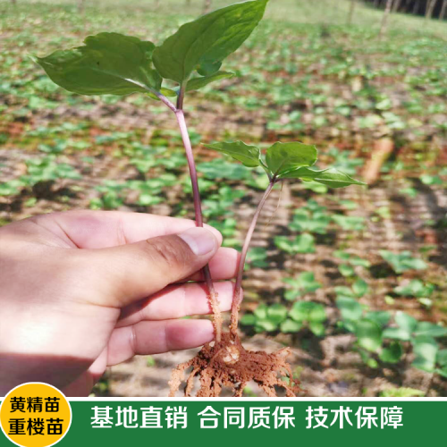 重樓種植后怎樣進(jìn)行種植技術(shù)?