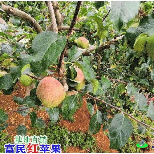 昆明蘋果多少錢一斤?_昆明水果市場價格表