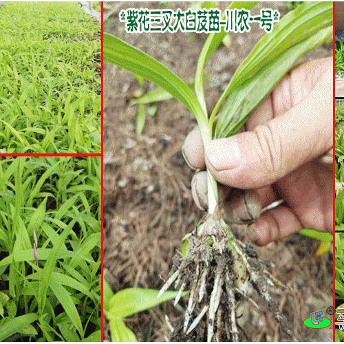 三叉白芨組培苗#紫花白芨種#云南農(nóng)業(yè)科技有限公司