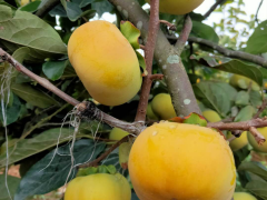 普洱甜柿種植基地_甜柿價格行情走勢圖1