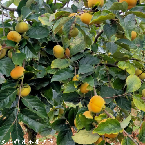 臨滄甜柿行情走勢(shì)_甜柿種植合作基地