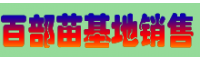 近期百部廣西玉林市價(jià)格怎么樣？（附百部藥材小苗圖片）