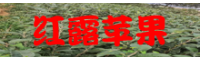 紅露蘋(píng)果種植成本價(jià)_紅露蘋(píng)果種植風(fēng)險(xiǎn)