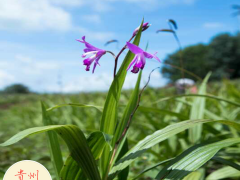 白芨苗 陜西商洛白芨苗行情價(jià)格圖3