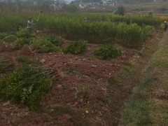 麗江軟籽石榴培育基地_軟籽石榴苗批發(fā)種植圖3