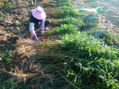 臨滄冬桃栽培基地_冬桃種植海拔要求圖2