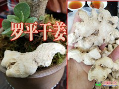 羅平今日姜價(jià)多少圖2