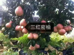 云南哪里有正宗泰國青柚苗圖3