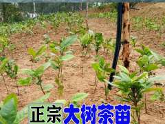 四川茶葉苗基地_供應大量云南大樹茶葉苗圖2