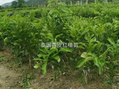 三紅蜜柚苗出售，三紅蜜柚苗價(jià)格圖3