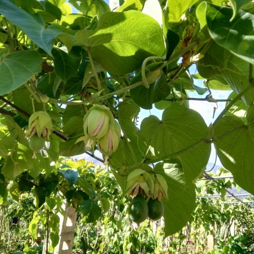 熱情果苗木  熱情果苗有賣嗎  熱情果種植基地 種植技術