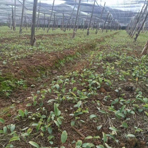 (不倒苗黃精，姜形多花黃精各個(gè)品種)育苗基地 白芨育苗基地