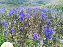 昆明附子中藥材種植_附子種藥材除草劑_中藥材除草劑圖1