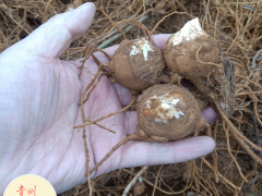 昆明附子中藥材種植_附子種藥材除草劑_中藥材除草劑圖3