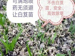 白芨種植/白芨中藥材種植基地/白芨基地專(zhuān)用除草劑圖1