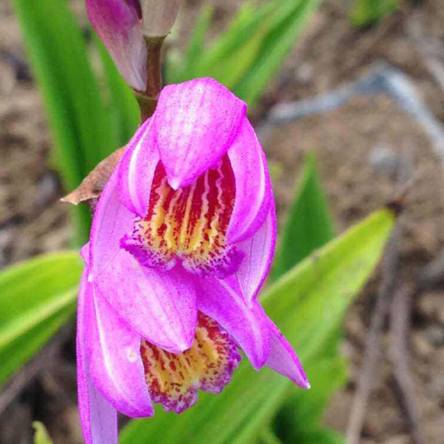 昆明20公分白芨小苗銷售報(bào)價(jià)%昆明紫花三叉白芨市場