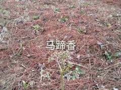 蜘蛛香云南蜘蛛香種苗哪里有賣?蜘蛛香價(jià)格行情怎樣?圖1