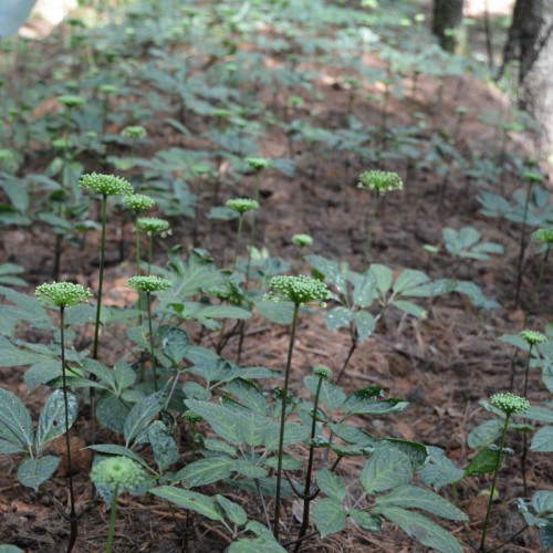 林下三七種植視頻 林下三七的種植條件和技術(shù)