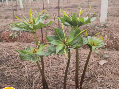 云南大理哪里有重樓種植公司_彌渡中藥材種植園重樓圖3