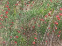 種植黃精政府有補(bǔ)助嗎