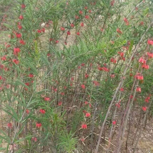 種植黃精政府有補助嗎