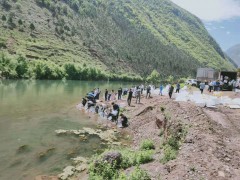 軟鰭新光唇魚 俗稱豹子魚、花魚圖3