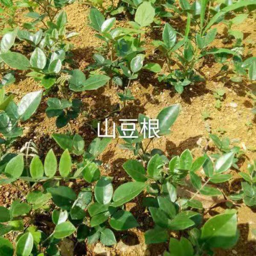 山豆根用途多，經(jīng)濟(jì)效益不錯(cuò)，這樣種植才正確