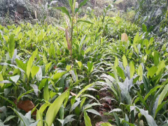 林下生態(tài)草果種植尋戰(zhàn)略合作伙伴圖3