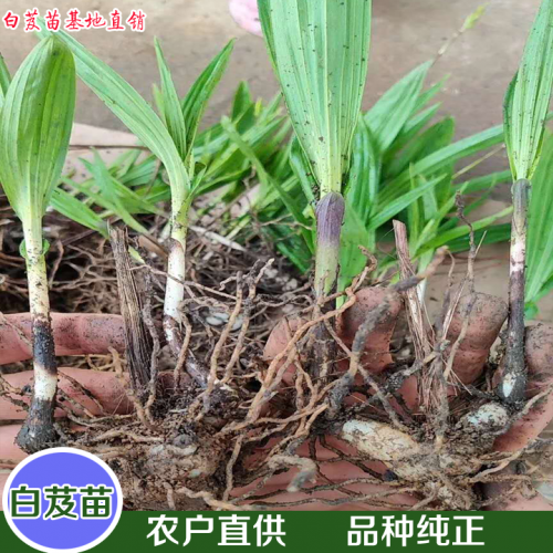 昆明白芨苗-紫花三叉白芨種苗—云南優(yōu)質白芨苗供應