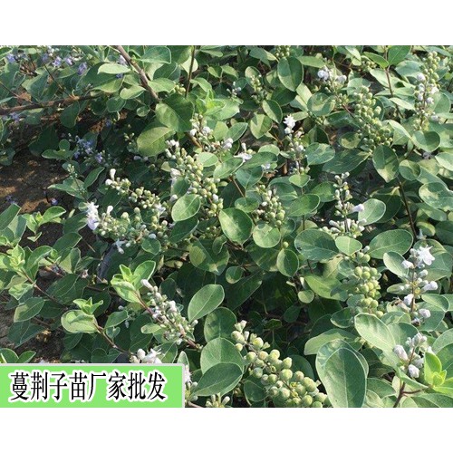 吳茱萸苗1年能長多高,吳茱萸需肥特點介紹-吳茱萸苗種植合作社