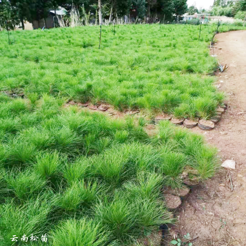 邵陽(yáng)云南松苗基地 邯鄲鄭州云南松苗基地