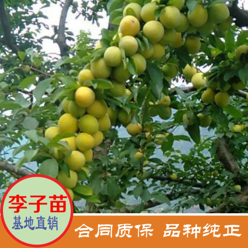 夏天果王“三華李”價(jià)錢多少錢一斤？栽種兩年可開花結(jié)果？栽種市場前景怎樣？