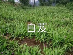 2021年白芨新價(jià)格，行情，多少錢一斤圖2