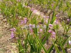 2021年白芨新價(jià)格，行情，多少錢一斤圖3