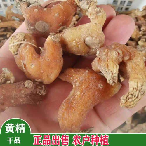 六盤水滇黃精種苗基地 黃精從小苗到大苗的圖片 黃精苗價(jià)格