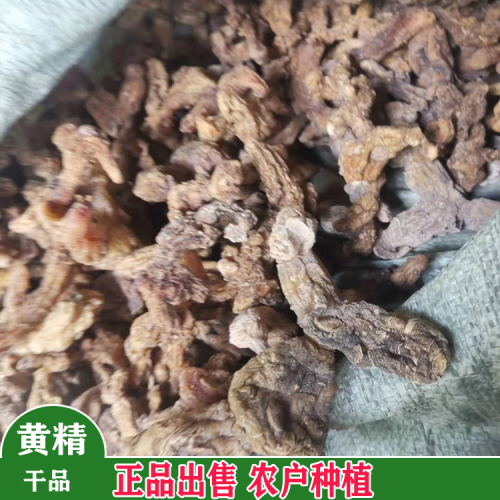 黔西云南滇黃精種苗紅花 黃精二年小苗價(jià)格 阜康滇黃精苗價(jià)格