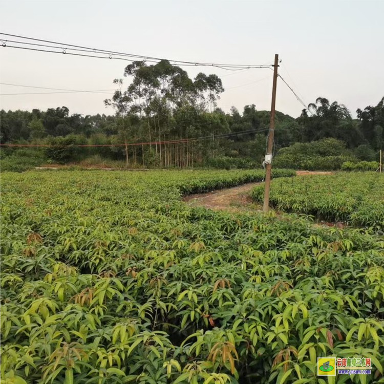 上海臺農(nóng)芒果苗 購金煌芒果苗 芒果水果批發(fā)