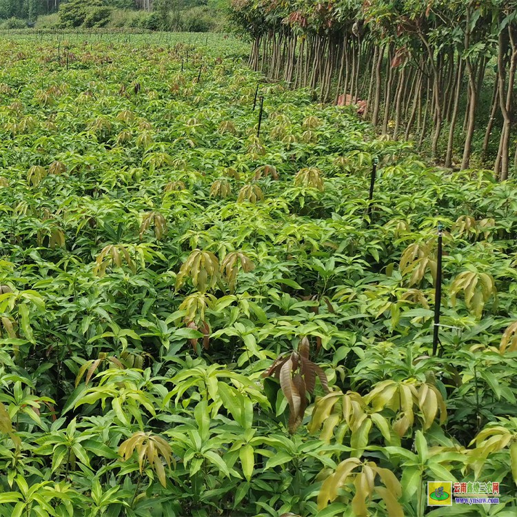 湖南芒果苗價格 一斤芒果批發(fā)價 田陽芒果批發(fā)市場