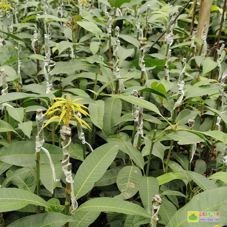 曲靖云南的芒果苗 今日芒果批發(fā)價格 芒果水果批發(fā)