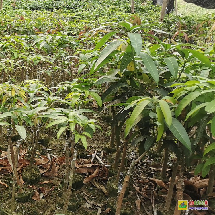 河南芒果果苗價格 芒果市場批發(fā) 海南三亞芒果批發(fā)市場