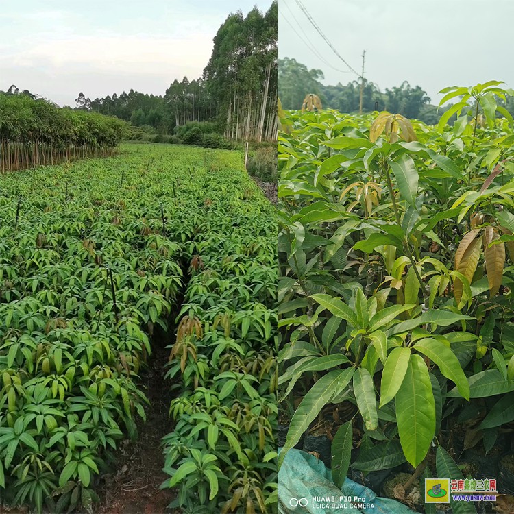 四川四季芒果苗 金煌芒果苗 田陽芒果批發(fā)市場