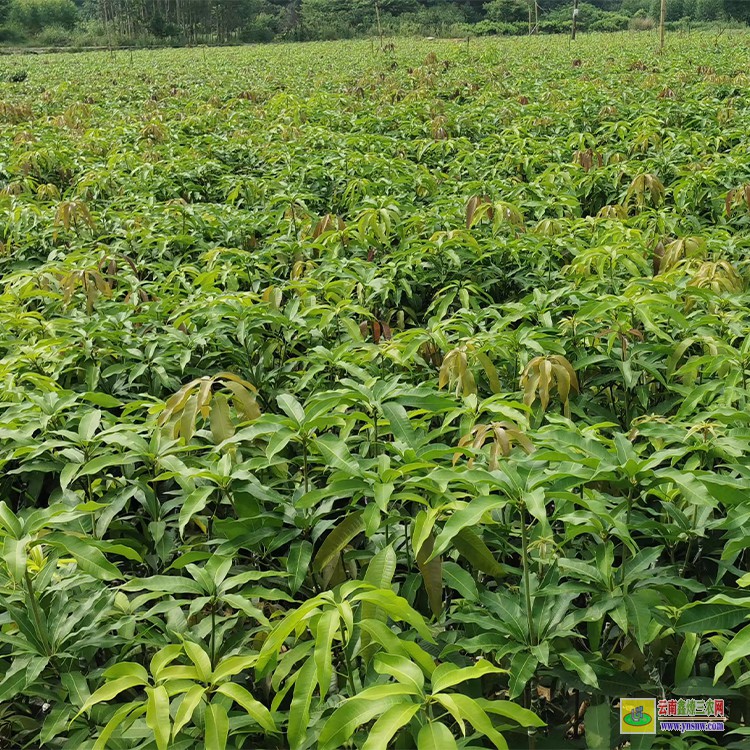 德宏品種芒果苗 金煌芒果苗批發(fā) 芒果水果批發(fā)