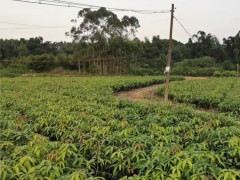 德宏臺農芒果苗 玉溪水果批發(fā)市場 云南甜芒果苗圖1