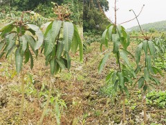 福建芒果苗圖片 金煌芒果苗 芒果批發(fā)水果圖3