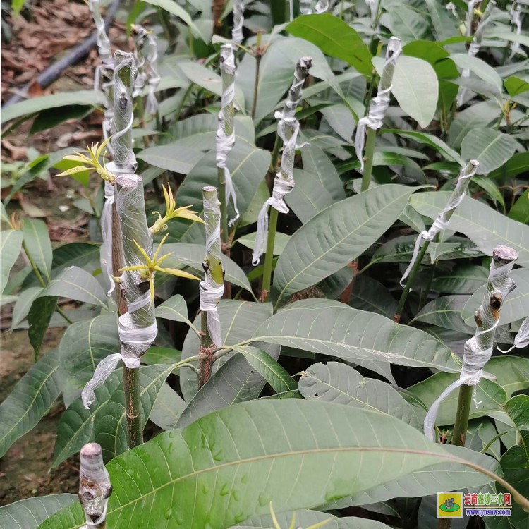 上海采購芒果苗 云南文山馬關(guān)芒果批發(fā)市場 芒果水果批發(fā)