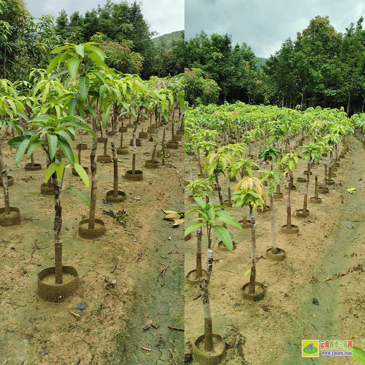 玉溪海南芒果苗 芒果種植批發(fā)市場 大芒果批發(fā)市場價格表