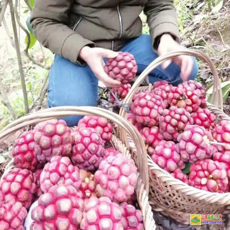 天津布福娜基地價格 黑老虎果多少錢一斤 黑老虎適合什么地方種植