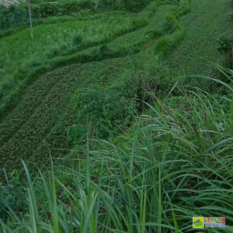 天津布福娜基地價格 黑老虎果多少錢一斤 黑老虎適合什么地方種植