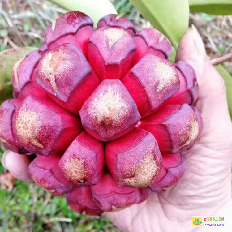 貴陽(yáng)滇黃精種植種苗基地 云南保山滇黃精苗多少一株 云南黃精種苗